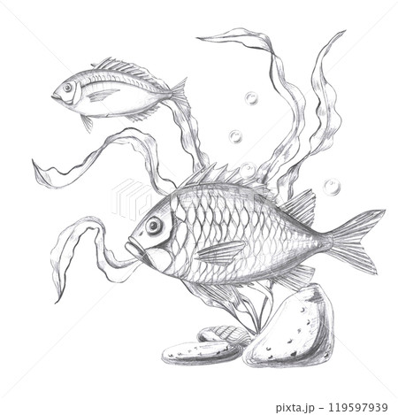Two fish in seaweed, hand drawn pencil sketch. Isolated illustration in realistic style for fish restaurant design, menu, textile 119597939