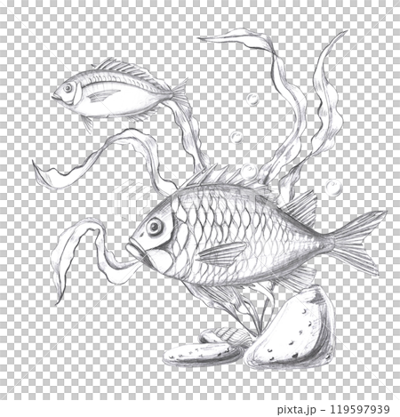 Two fish in seaweed, hand drawn pencil sketch. Isolated illustration in realistic style for fish restaurant design, menu, textile 119597939
