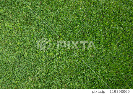 Wet green grass background Wet green grass background 119598069