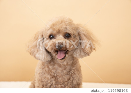 ベージューバックと微笑むトイプードルのバストアップ ベージューバックと微笑むトイプードルのバストアップ 119598168