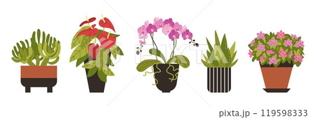 A set of vector illustrations with flowers in flower pots: aloe, orchid, anthurium, azalea, cactus A set of vector illustrations with flowers in flower pots: aloe, orchid, anthurium, azalea, cactus 119598333