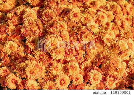 Close-Up of Vibrant Orange Chrysanthemum Flowers Blooming in Full Sunlight During Autumn Season. The soft, blurred background enhances the dreamy, cheerful atmosphere of this floral scene. 119599001