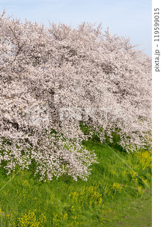 春の桜と菜の花のある風景－埼玉県さいたま市 119599015
