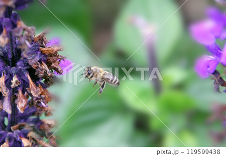 A bee flies on lavender flowers 119599438