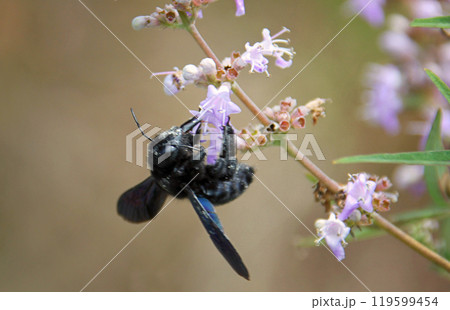 Carpenter bee foraging on a flower Carpenter bee foraging on a flower 119599454