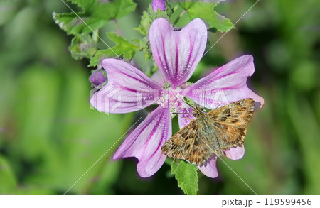 A mallow skipper sits on a purple common mallow A mallow skipper sits on a purple common mallow 119599456