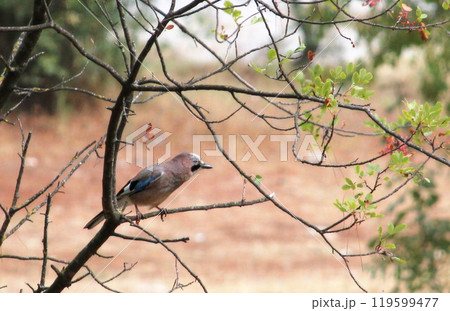 The Eurasian Jay (Garrulus glandarius) on a branch 119599477