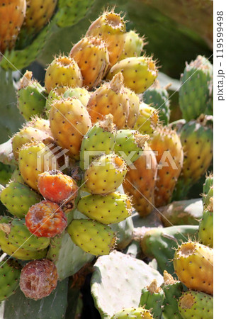 close up at many prickly pear  fruits 119599498