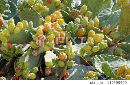 Opuntia cactus plant with ripe prickly pears cactus fruits 119599499