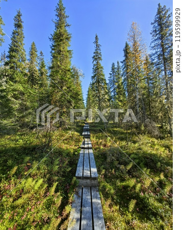 Exploring the tranquil wooden pathway through Paanajarvi National Park in Karelia on a sunny day Exploring the tranquil wooden pathway through Paanajarvi National Park in Karelia on a sunny day 119599929