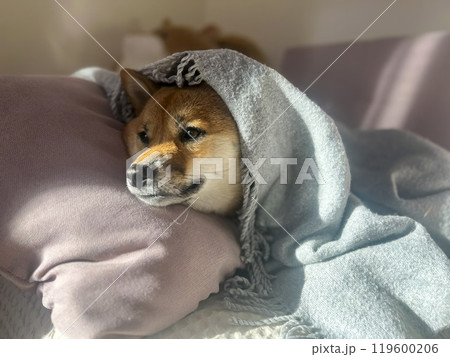 Cute red Shiba inu dog  119600206