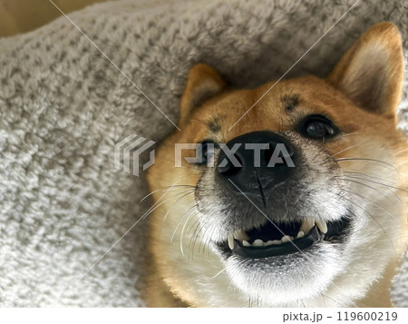 Cute red Shiba inu dog Cute red Shiba inu dog 119600219