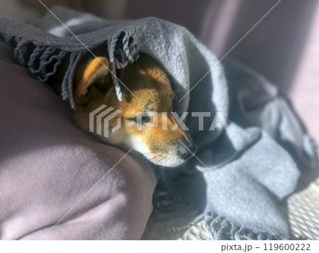 Cute red Shiba inu dog Cute red Shiba inu dog 119600222