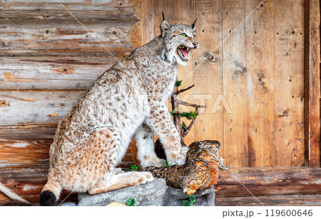 Stuffed lynx with a partridge in its paws on the porch of a wooden house 119600646