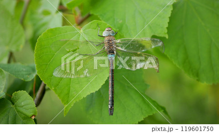 Vagrant darter Sympetrum vulgatum broken wings close-up European dragonfly wetlands insects predatory flying dragonflies female river water landscape species Odonata in central Europe Vagrant darter Sympetrum vulgatum broken wings close-up European dragonfly wetlands insects predatory flying dragonflies female river water landscape species Odonata in central Europe 119601750