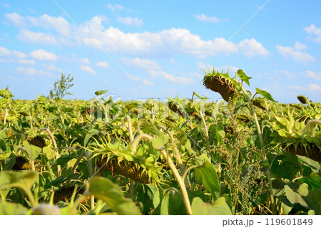 Field with ripe sunflowers. Large heads 119601849