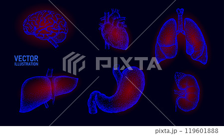 Human organ icon symbol medicine logo set. Lungs heart kidney liver stomach internal organ. Pharmacy banner doctor online vector illustration 119601888