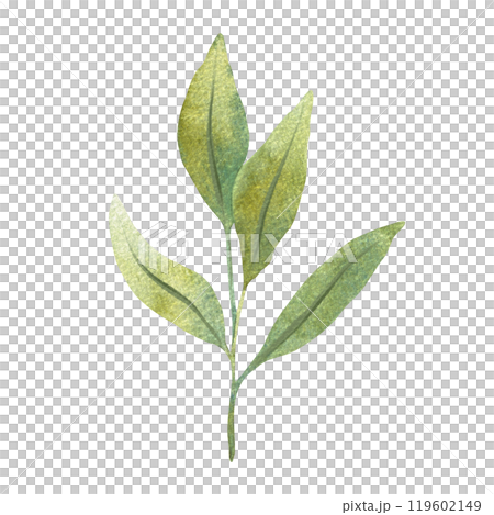 Watercolor illustration of green leaves with detailed veins. Perfect for nature themed design, botanical illustrations, and eco friendly projects. Suitable for backgrounds, patterns, or seasonal decor Watercolor illustration of green leaves with detailed veins. Perfect for nature themed design, botanical illustrations, and eco friendly projects. Suitable for backgrounds, patterns, or seasonal decor 119602149
