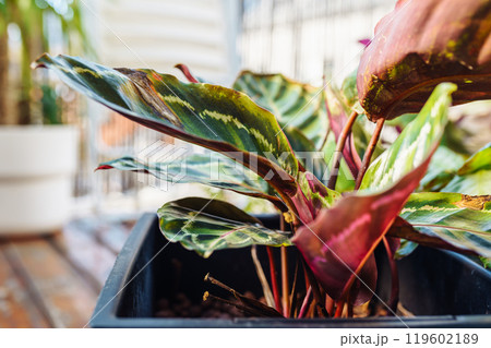 close-up leaves tropical plant calathea in raindrops in rays sun 119602189