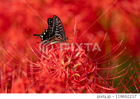 【秋】彼岸花とアゲハチョウ【徳島県勝浦郡勝浦町星谷】 【秋】彼岸花とアゲハチョウ【徳島県勝浦郡勝浦町星谷】 119602217
