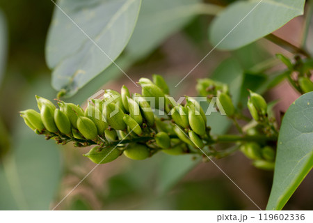 Green seed pods on a lilac tree branch. Syringa vulgaris Green seed pods on a lilac tree branch. Syringa vulgaris 119602336