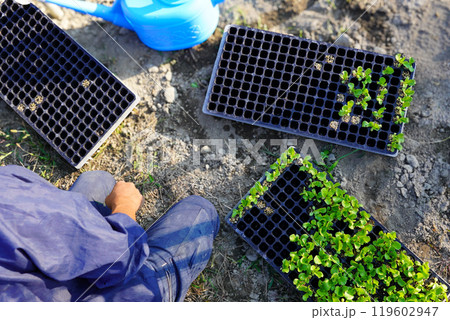 レタスの苗を扱う人 119602947