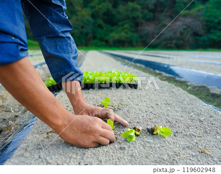 レタスの苗を植える人 119602948