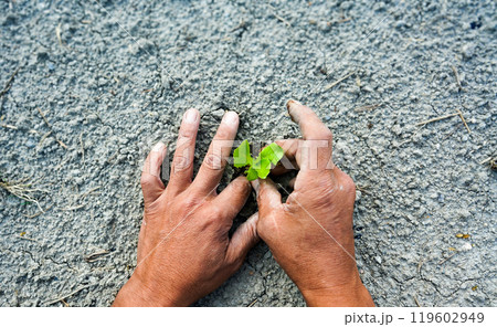 苗を植える人の手 119602949