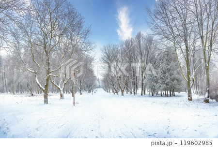 Amazing landscape with snow-covered trees in the city park. 119602985