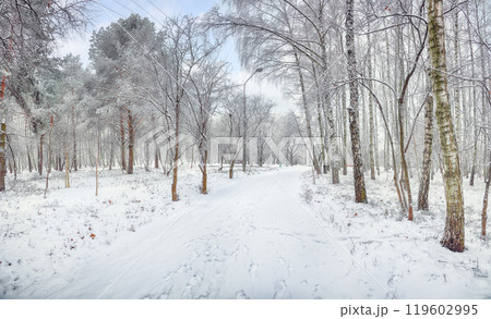 Amazing landscape with snow-covered trees in the city park. 119602995