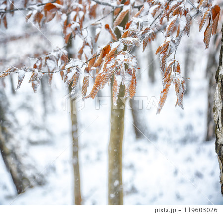 Amazing view of frozen leaves covered with ice crystals. 119603026