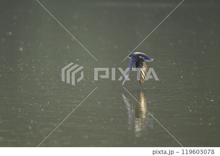 水面を高速で飛ぶハリオアマツバメ 119603078