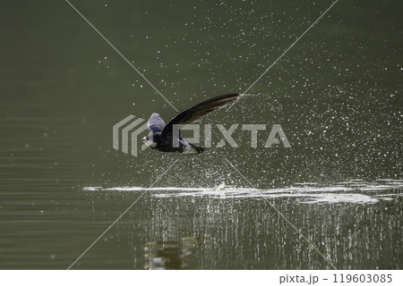 水面を高速で飛ぶハリオアマツバメ 水面を高速で飛ぶハリオアマツバメ 119603085