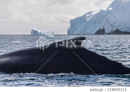 Close-up of the back and dorsal fin of a humpback whale Close-up of the back and dorsal fin of a humpback whale 119603111