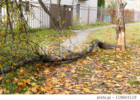 pebble nobody forest parkbench park road trunk tree outdoor old en green chair one leaf background 119603119
