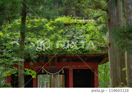 屋根に植物が生い茂る随神門【戸隠神社】 屋根に植物が生い茂る随神門【戸隠神社】 119603128