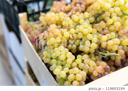 green agriculture nature market grape fruit healthy juicy organic fresh harvest food nutrition green agriculture nature market grape fruit healthy juicy organic fresh harvest food nutrition 119603284