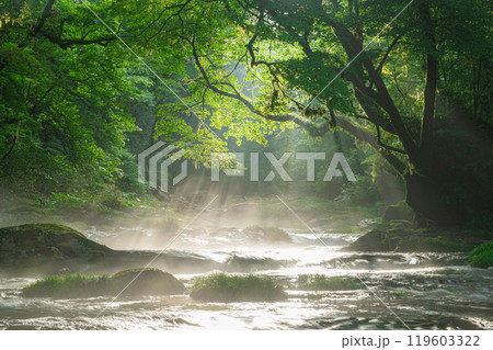 菊池渓谷・広河原の光芒 119603322