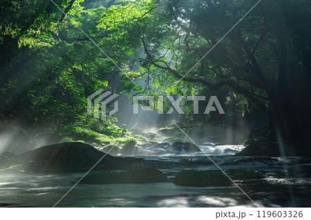 菊池渓谷・広河原の光芒 119603326