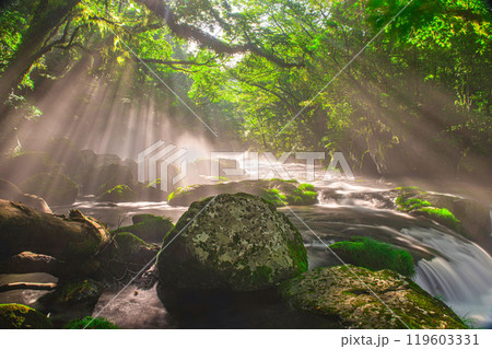 菊池渓谷・広河原の光芒 119603331