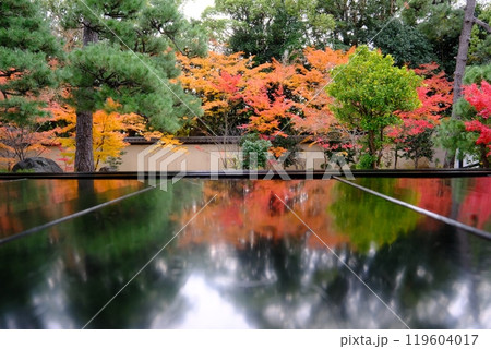 秋の源氏庭 秋の源氏庭 119604017