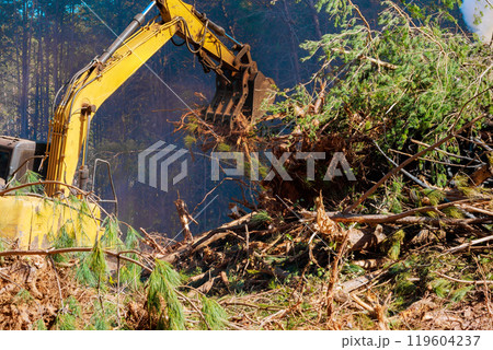Uprooting trees when preparing land for construction with contractor using excavator Uprooting trees when preparing land for construction with contractor using excavator 119604237