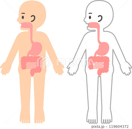人の体と消化器、胃腸のデフォルメイラスト 119604372