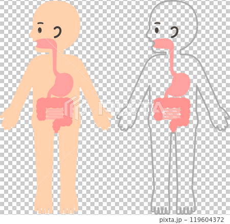 人の体と消化器、胃腸のデフォルメイラスト 119604372