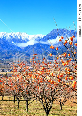 柿の実りと北アルプス 119604426
