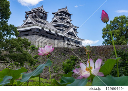 熊本城と蓮の花 119604494