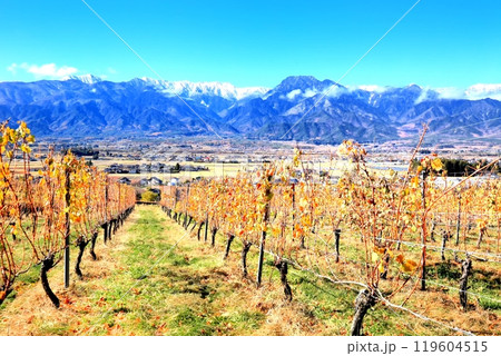 ぶどう畑の紅葉と北アルプス ぶどう畑の紅葉と北アルプス 119604515