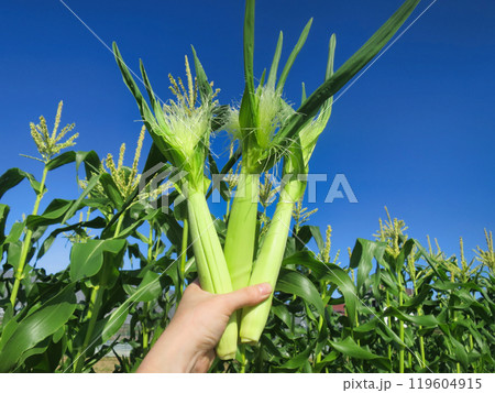 手持ちヤングコーン 手持ちヤングコーン 119604915
