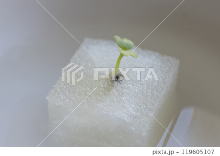 双葉の生えた小松菜の芽 119605107