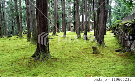 平泉寺白山神社 119605239